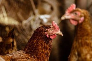 Česká vejce podraží. Chovatelé se kvůli rušení klecových chovů bojí konkurence